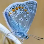 pillango1_fotos-150x150