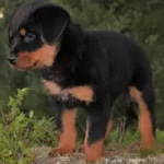 rottweiler-150x150